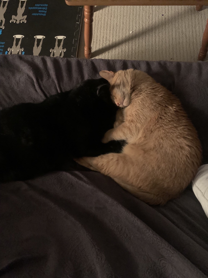 Black and orange cat cuddling together on a couch. The black cat is bruce who is having a fundraiser for his vet bills.