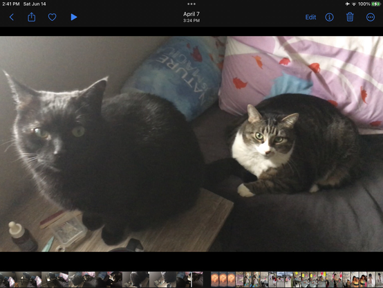 Black cat and white/grey/brown tabby cat sitting together. Black the bruce cat is having a fundraiser for his vet bills.