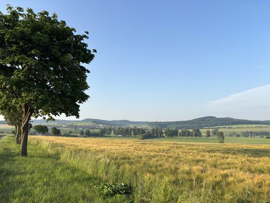Blick auf Feld im frühen Sonnenschein