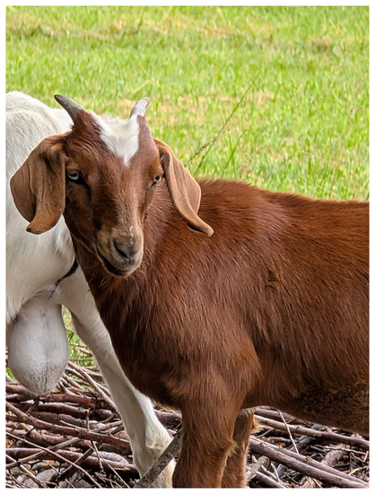 AI-assisted alt text:

A brown goat with floppy ears and a white patch on its forehead stands in front of a partially visible white goat. Both are outdoors on a grassy area, with scattered sticks visible on the ground.
