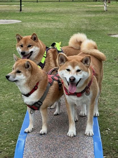 Three Shiba Inu dogs
