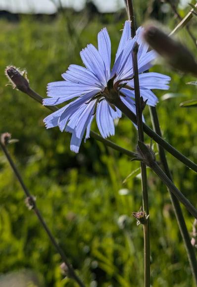 die hellblaue Blüte einer von der Sonne angestrahlten Wegwarte von hinten fotografiert