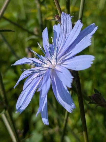 die hellblaue Blüte einer von der Sonne angestrahlten Wegwarte von der Seite fotografiert