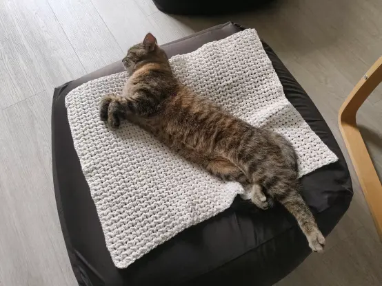 tofu on the small blanket