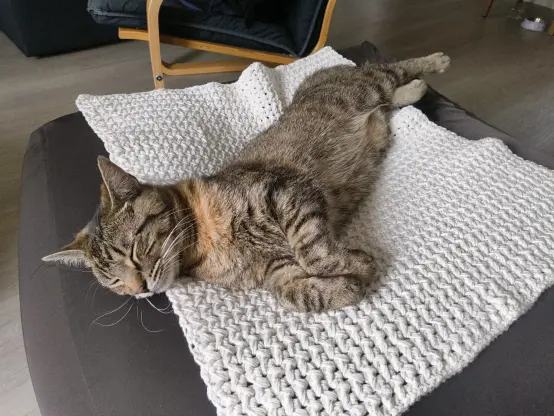 tofu sleeping on the blanket
