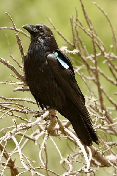 A black bird with a blue plastic piece attached to its wing.