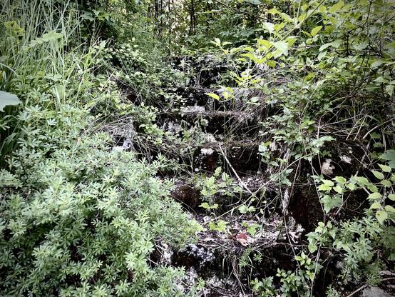 Old stone steps, partly overgrown by schrubbery, leading upwards.