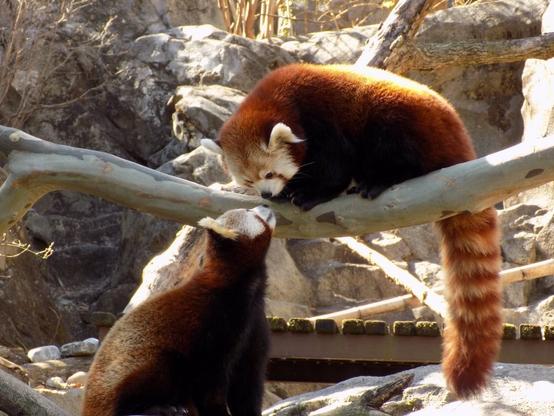 A picture of a Red Panda.
