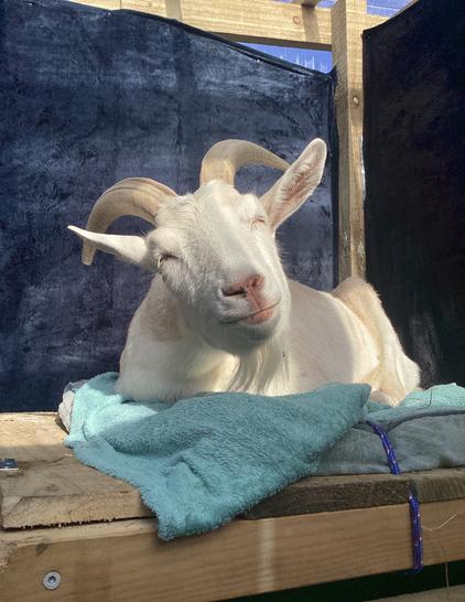 a goat rests on a soft blanket/towel on a wooden construction. netting on the verandah provides protection from flies but the open top allows some sunbeams to grace her contented face. all is chill, all is right with the world, her Reno Neighbours have mysteriously been quiet ever since the sightings of the Lithgow Panther started again