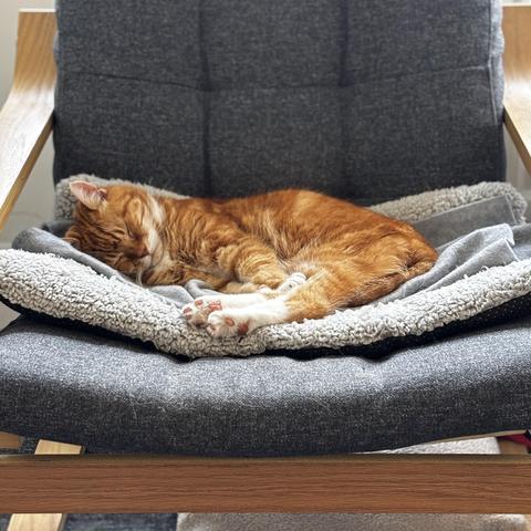 An old ginger cat fast asleep on a grey chair