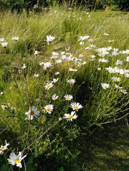 White flowers with yellow center, in lawn of long grass