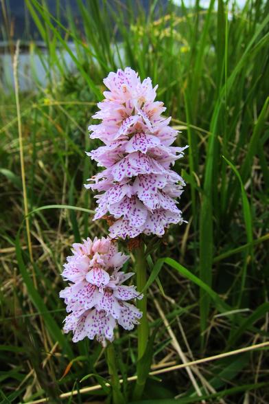 Pink Orchid.