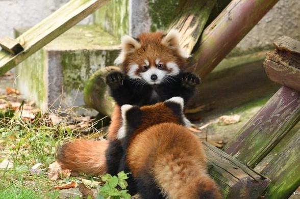 A picture of a Red Panda.