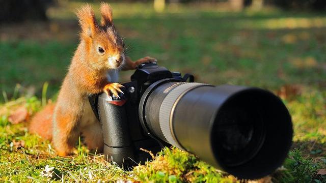 Un écureuil roux inspecte un appareil photo posé dans l'herbe