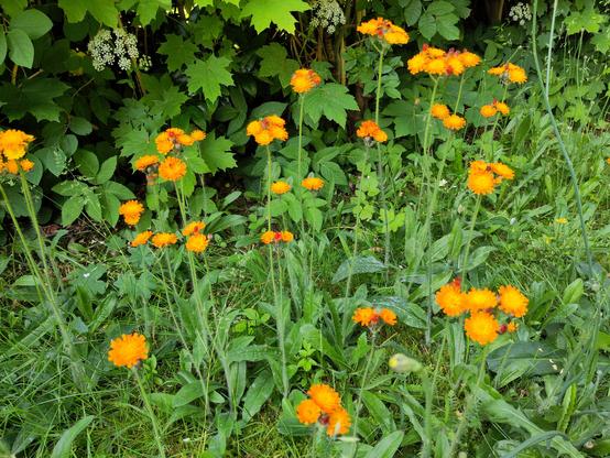 Eine grüne Wiese mit vielen orangenen Blüten des Habichtskrautes.