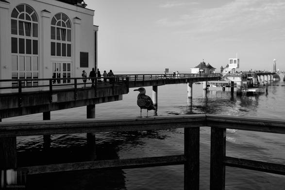 Monochrome photograph of a seagull on the pier in Sellin, Germany.