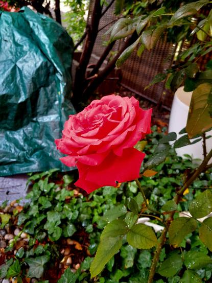 A red rose blooms on the terrace.