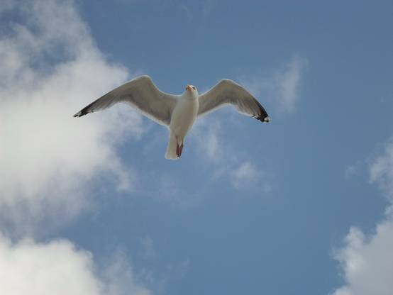 Eine Möve im Wind über Westerland, Sylt