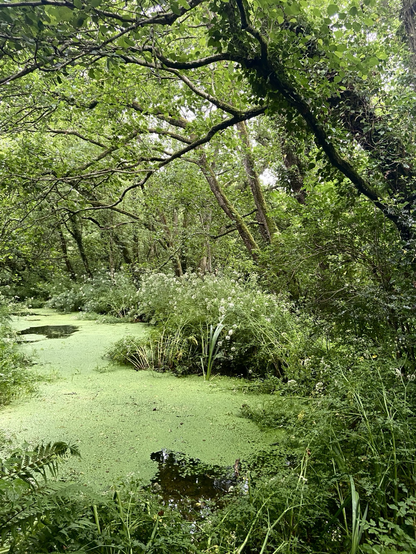A wild pond covered in algae surrounded by trees.