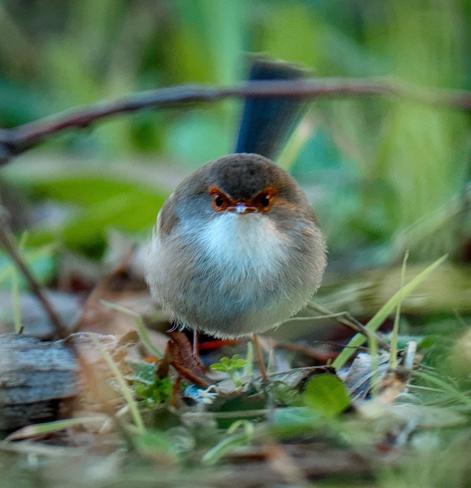 A photo of a rather round female superb fairy wren looking directly at the camera