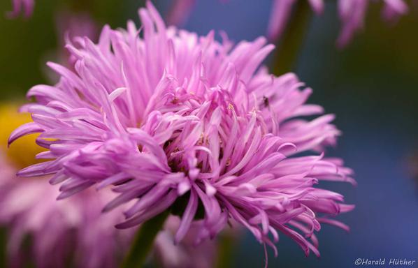 Noch nicht komplett aufgegangen rosa Aster.