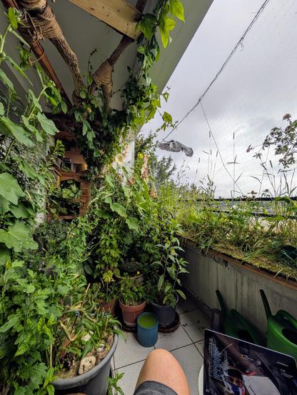 Balkonfoto fast wie immer.
Unten nacktes Knie und ein Tablet mit Motorsportübertragung. Links, rechts, oben und hinten Grünzeug. Zum Teil mit winzigen Blüten, zum Teil mit erkennbaren rosa und hellbeigen Blüten der Stockrosen und gelben Blüten einer Nachtkerze.
Ganz hinten sieht man den Täuberich Gurrkhard im Anflug aufs Nest.