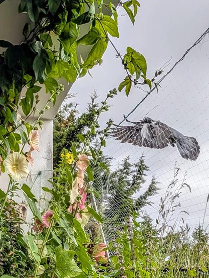 Ein Ausschnitt des vorigen Bildes mit den Blüten und der anfliegenden Ringeltaube.