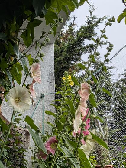 Und dieses Bild ist eine weitere Vergrösserung auf der man nur die Stockrosenblüten und Knospen und die Nachtkerze sieht.
