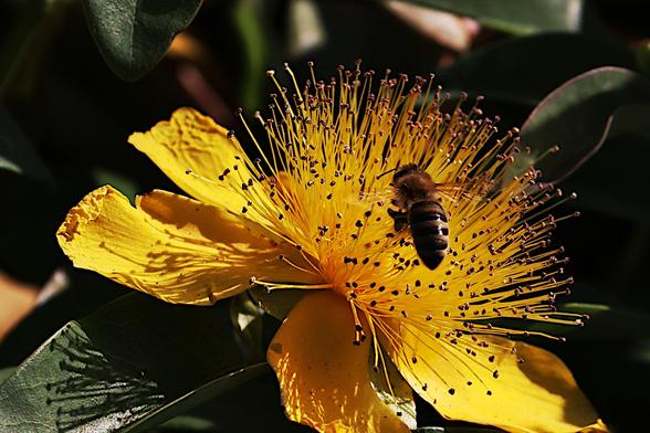 Giant St John's Wort and Honeybee