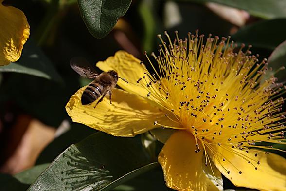 Giant St John's Wort and Honeybee
