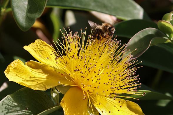 Giant St John's Wort and Honeybee