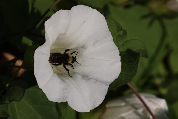 Morning Glory and Bumblebee