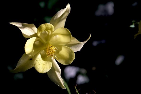 Yellow Columbine
