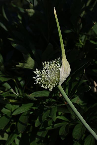 Wild Leek