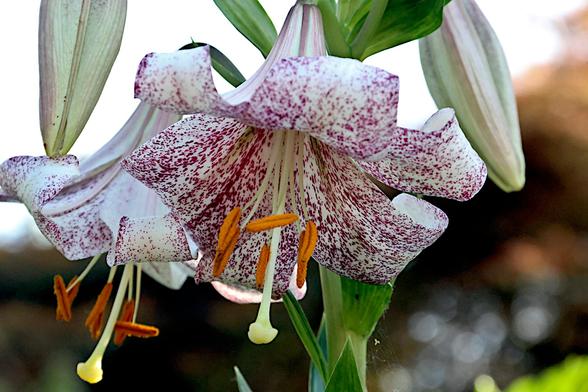 Tiger Lily