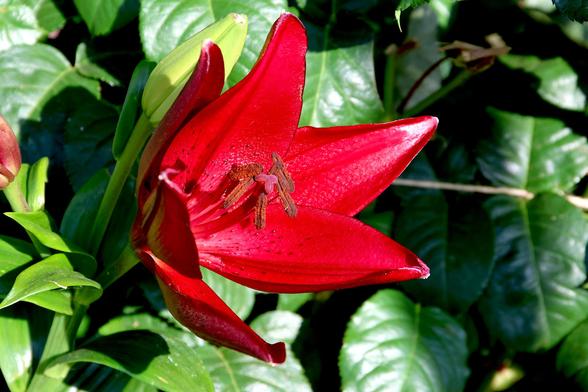 Red Wood Lily
