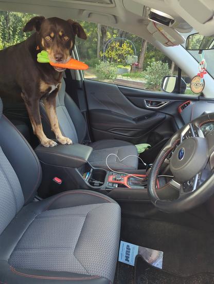 dog in car holding toy carrot in mouth