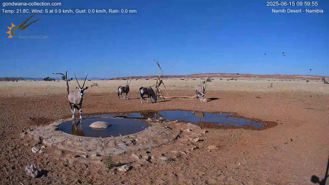 Immagine da una telecamera vicino a una pozza d'acqua nel deserto della Namibia