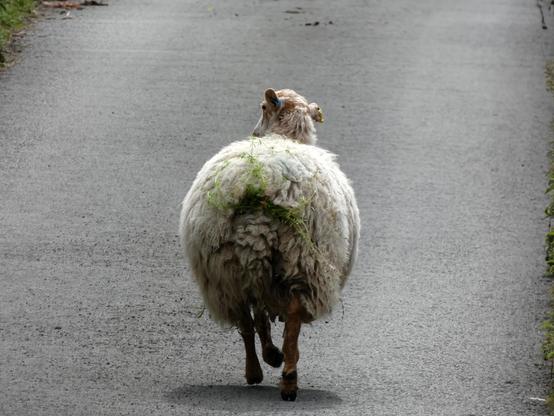 A large woolly ewe trotting down the middle of a country road, seen from behind, and head turned to the left