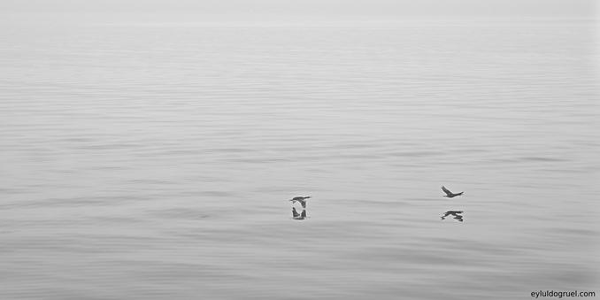 2 birds flying over a very calm sea