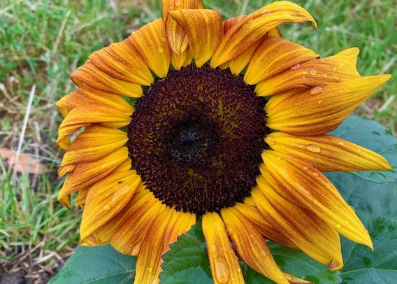 somehow a sunflower doesn't feel well in the pouring rain.
