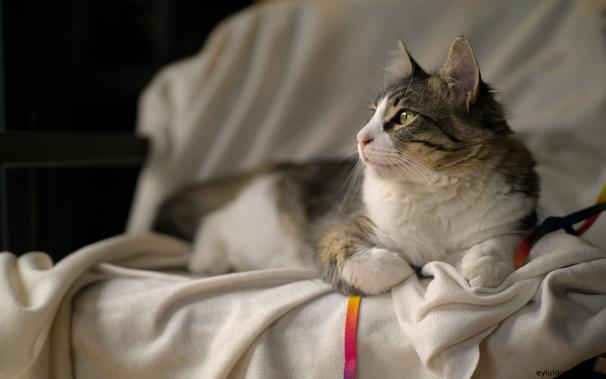 a tabby / white cat lounging on a white blanket