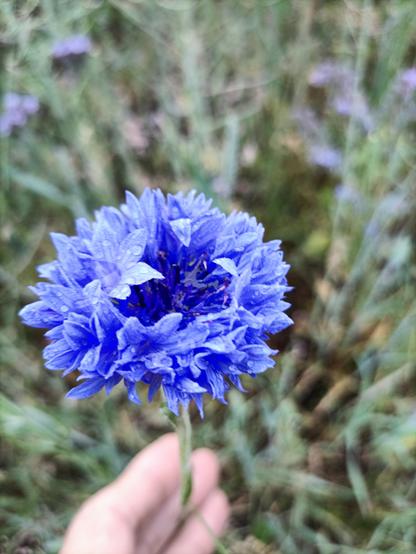 foto einer üppigen (gefüllten?) kornblume vor einem unscharfen hintergrund, dem ackerrand. die automatik der kamera hat die rottöne etwas zurückgeschraubt, dadurch ist das blau der blüte ganz eigenartig, ohne den leichten violett-touch den kornblumen sonst haben, aber sehr schön. unten ragen ein paar finger ins bild, unscharf, die den stängel der blume still halten. ah, da sind tautropfen auf den blütenblättern.