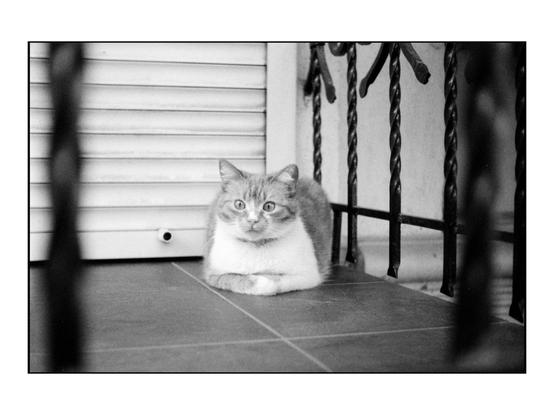 The image is a black and white photograph featuring a cat sitting on a tiled floor. The cat has a light-colored coat with darker stripes and a white chest, and it is looking directly at the camera with wide eyes. It is positioned in the center of the frame, with its front paws tucked under its body. The background includes a white shutter and a black wrought iron railing, which partially frames the cat. The lighting is even, highlighting the cat's fur texture and the details of the surrounding environment.
