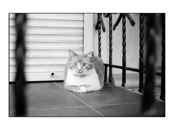 The image is a black and white photograph featuring a cat sitting on a tiled floor. The cat has a light-colored coat with darker stripes and a white chest, and it is looking directly at the camera with wide eyes. It is positioned in the center of the frame, with its front paws tucked under its body. The background includes a white shutter and a black wrought iron railing, which partially frames the cat. The lighting is even, highlighting the cat's fur texture and the details of the surrounding environment.
