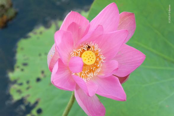 A single pink lotus flower, with a bee searching for nectar below the ring of yellow anthers.
