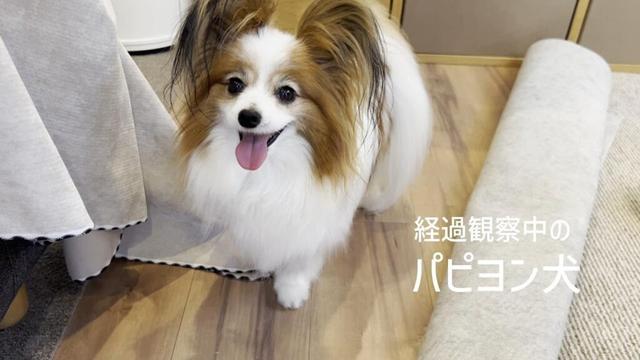 元気そうに見えるけど経過観察中のパピヨン犬 #136