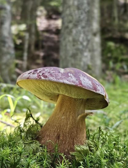 Boletus pinophilus, Porcino Giugno 2025