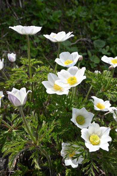 Ca. ein Duzend Blüten einer Küchenschelle. Die Blütenblätter sind schneeweiß und zart. In der Mitte jeder Blüte ist eine dicke, runde Narbe mit gelben Staubblättern. Die Blüten sitzen jeweils einzeln am Ende eines haarigen Stiels. Die Blätter sind kraus, krautig nd ebenfalls haarig. Im Hintergrund sind mehrere weitere grüne Pflanzen. Auf dem Foto ist es sonnig und die Blüten leuchten im hellen Licht.