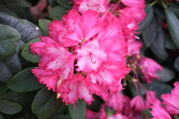 Bright pink rhododendron flowers.